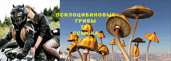 стаф Алзамай